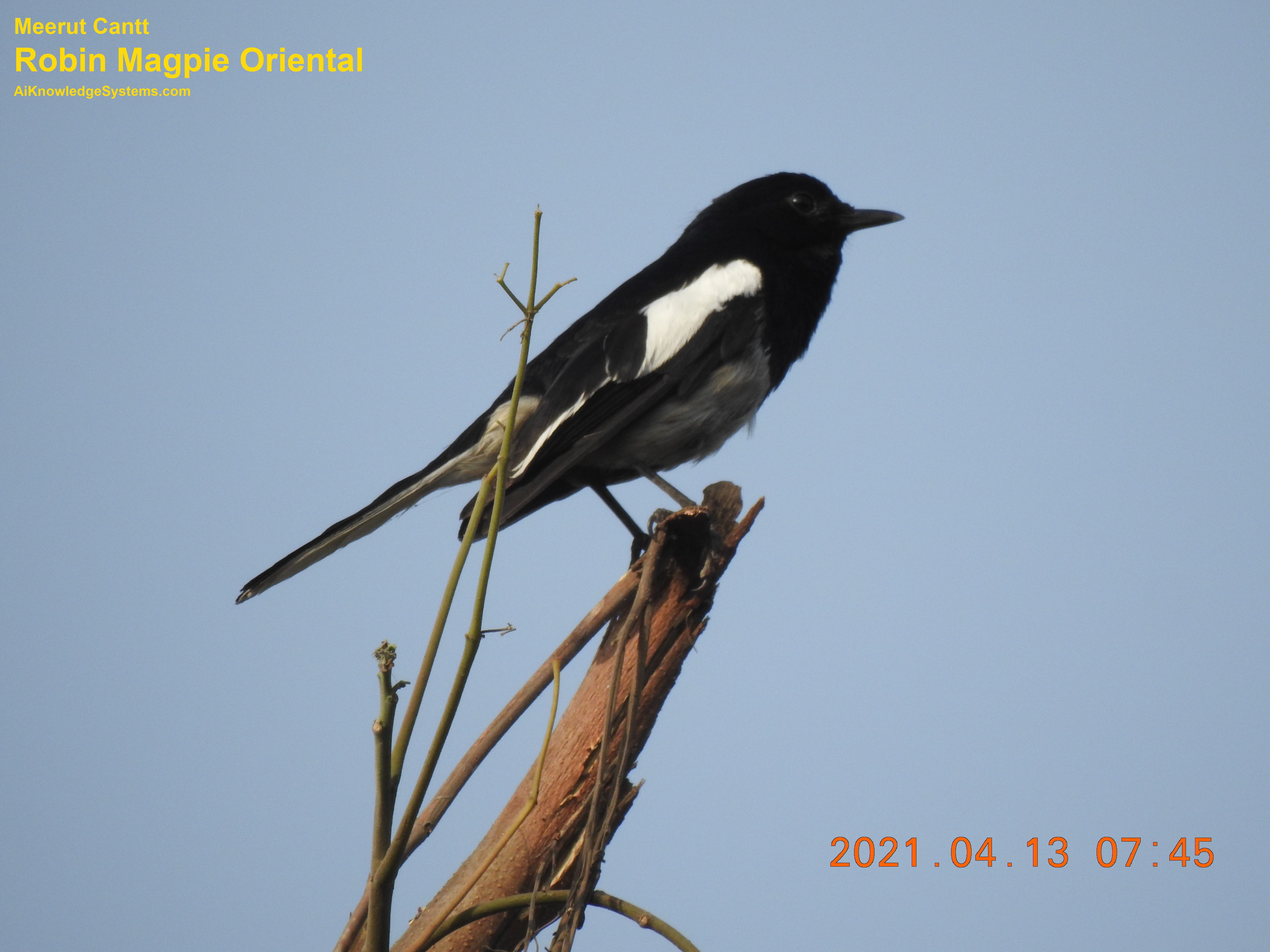 Magpie Robin (17) Coming Soon